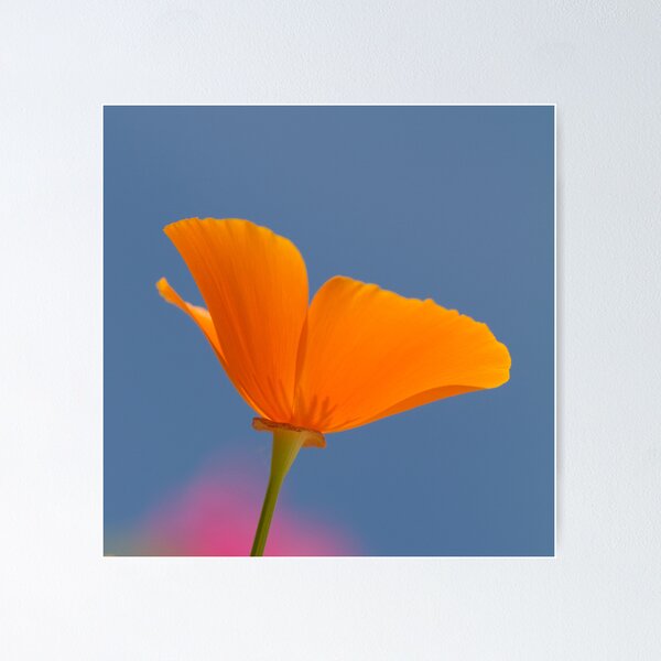 Item preview, orange poppy designed and sold by Carine LUTT.