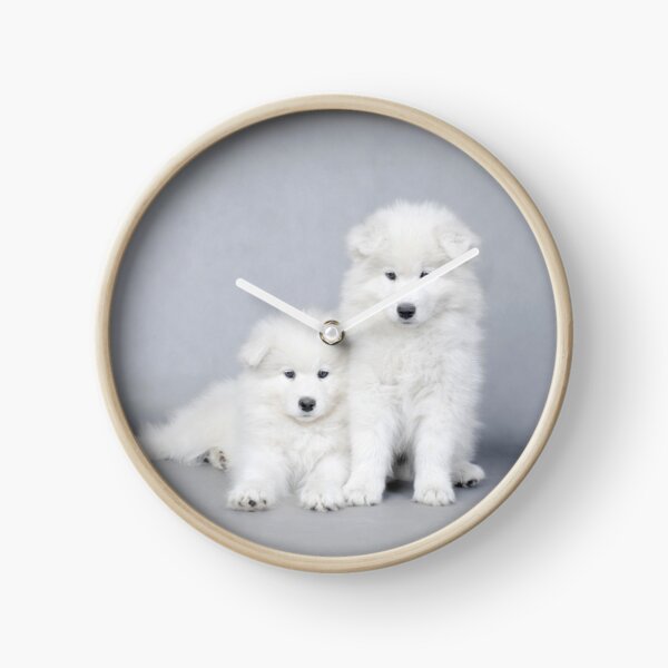 Samoyed puppies Clock