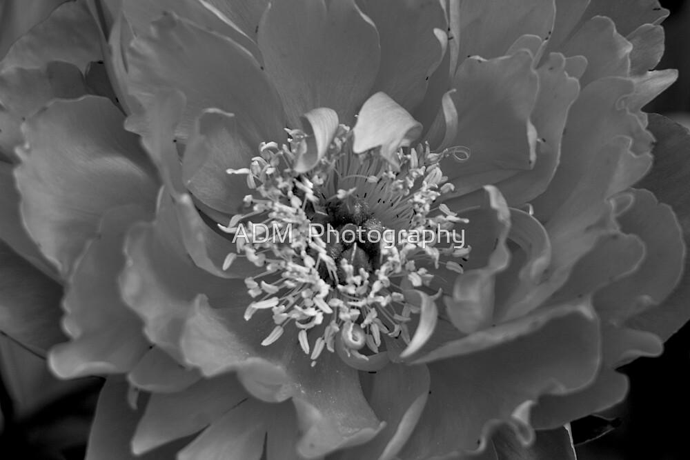 "B/W Peony" By ADM Photography | Redbubble