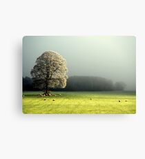 "LIGHT THROUGH THE MIST" Canvas Print