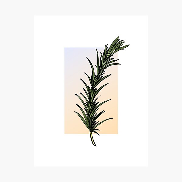 Rosemary Sprig Photographic Print
