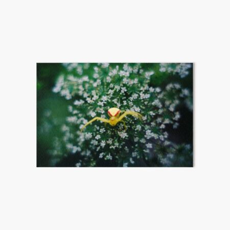 Smol Spider Art Board Print