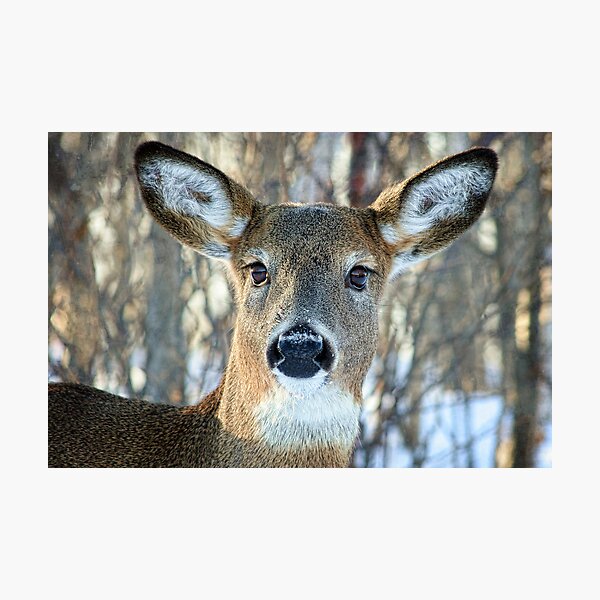 Got any Apples? Photographic Print