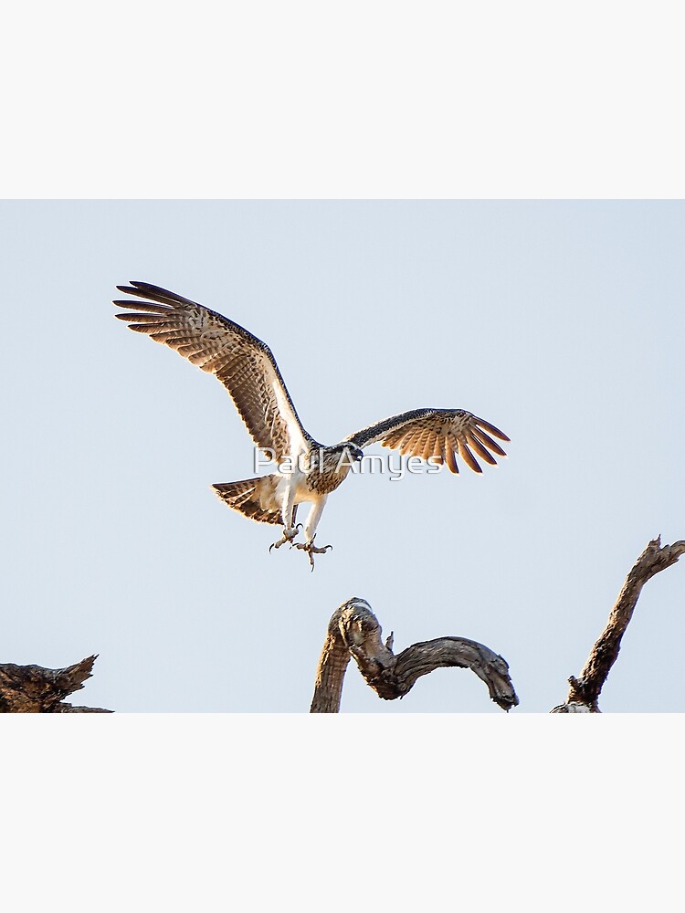 Eastern Osprey by AmyesPhotograph