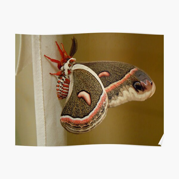 "Cecropia Moth" Poster