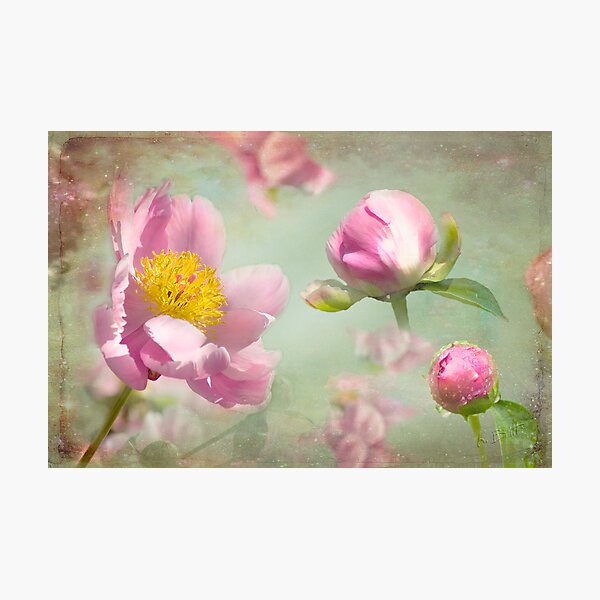 Item preview, Budding designed and sold by Kimberley Saros.