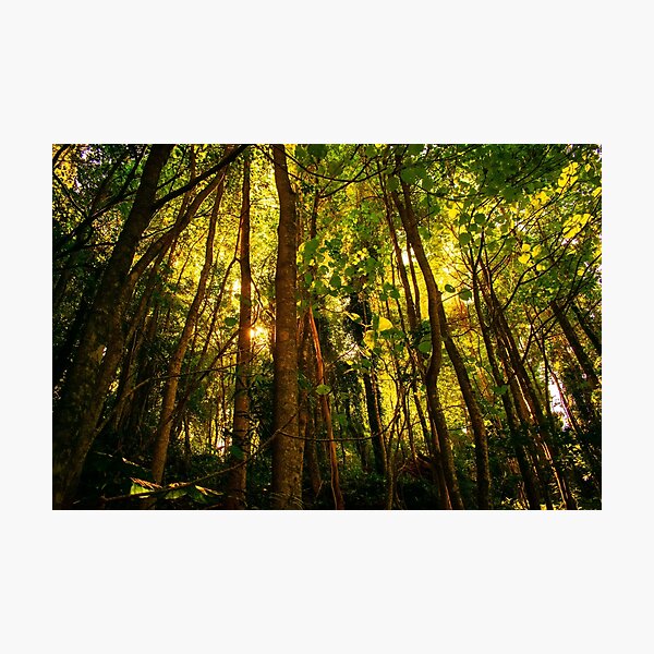 Dorrigo Rainforest Light Rays Photographic Print