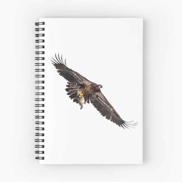 Item preview, Isolated Bald Eagle 2019-9 designed and sold by Thomasyoung.