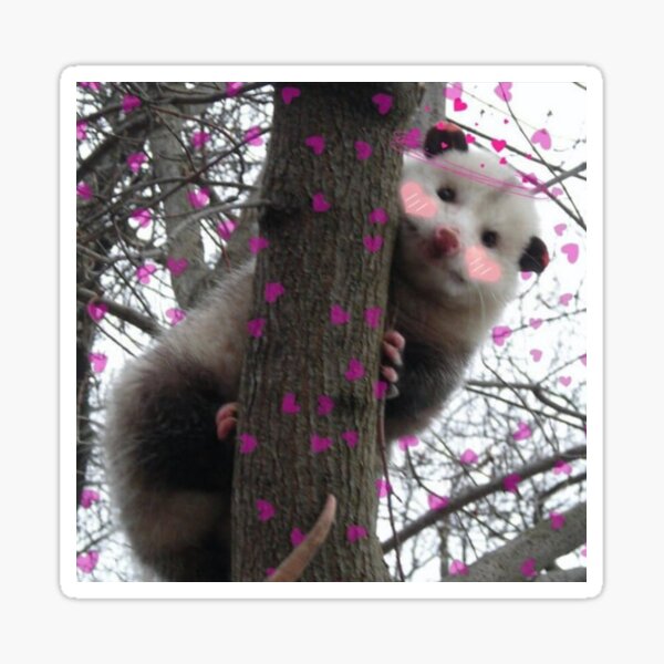 Pink possum fluffy