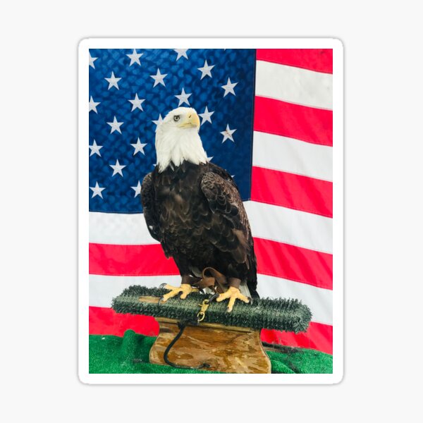 Eagle Stance Sticker For Sale By Daniellesbricks Redbubble