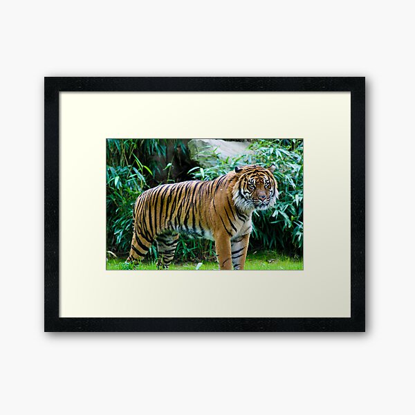 Tiger Framed Art Print