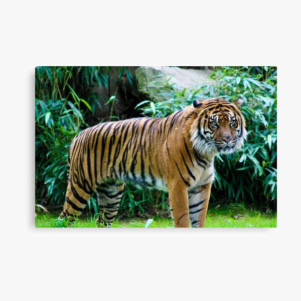 Tiger Canvas Print