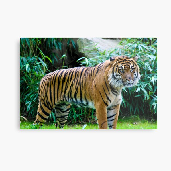 Tiger Metal Print