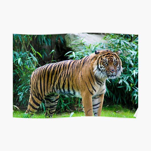 Tiger Poster