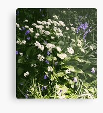 Wild Garlic in the garden Metal Print