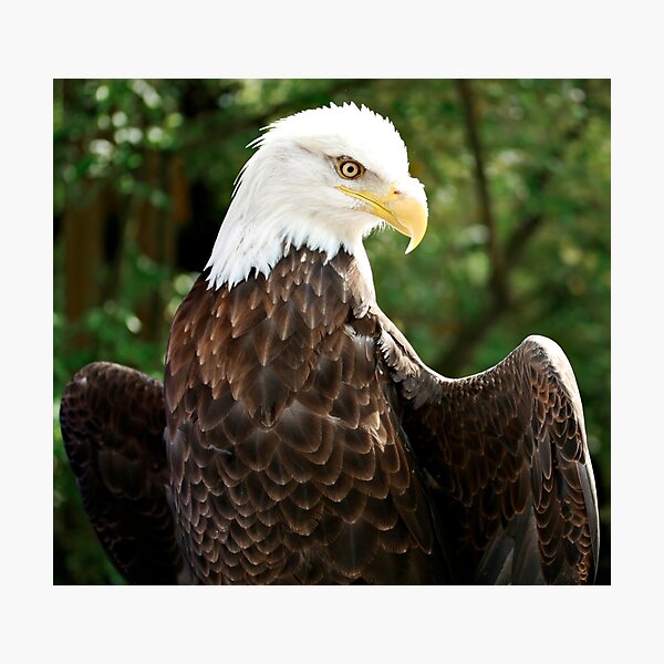 Eagle Photographic Print
