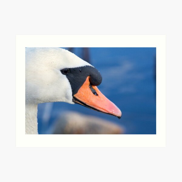 Swan Art Print