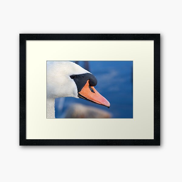 Swan Framed Art Print