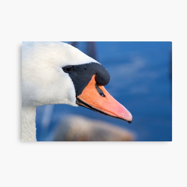 Swan Canvas Print