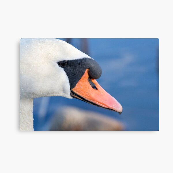 Swan Metal Print