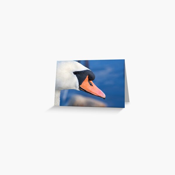 Swan Greeting Card