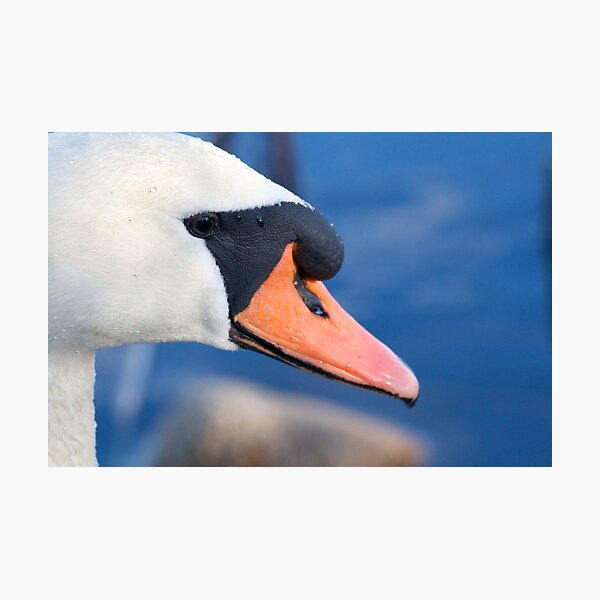 Swan Photographic Print