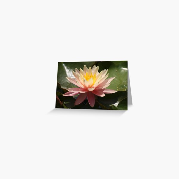Lily Greeting Card