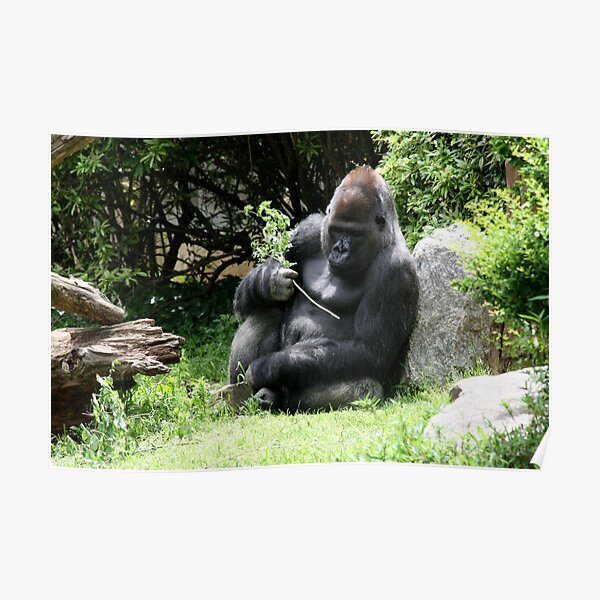 Gorilla Poster