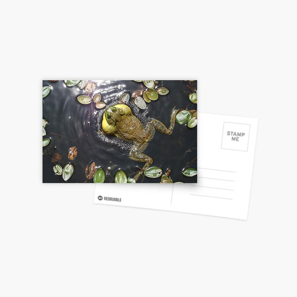 Bullfrog Postcard