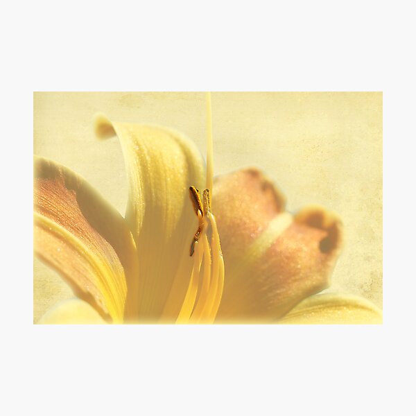 Item preview, Yellow Lily designed and sold by gcsmith.
