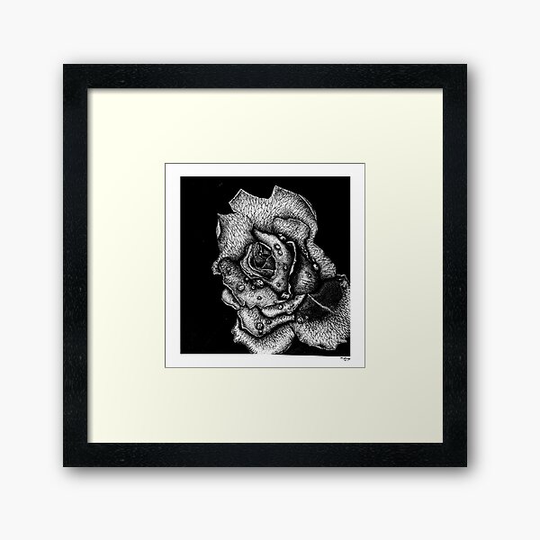 Rose Framed Art Print