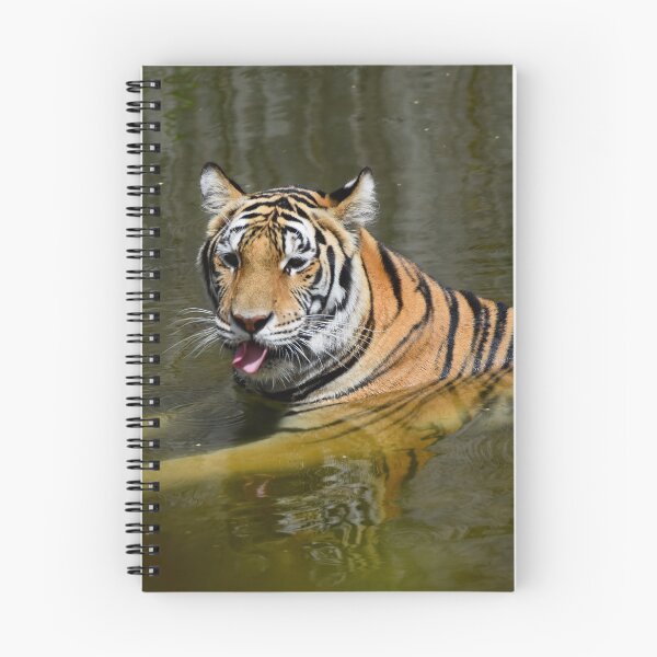 Item preview, Bengal Tiger Cooling Off designed and sold by photosbypamela.