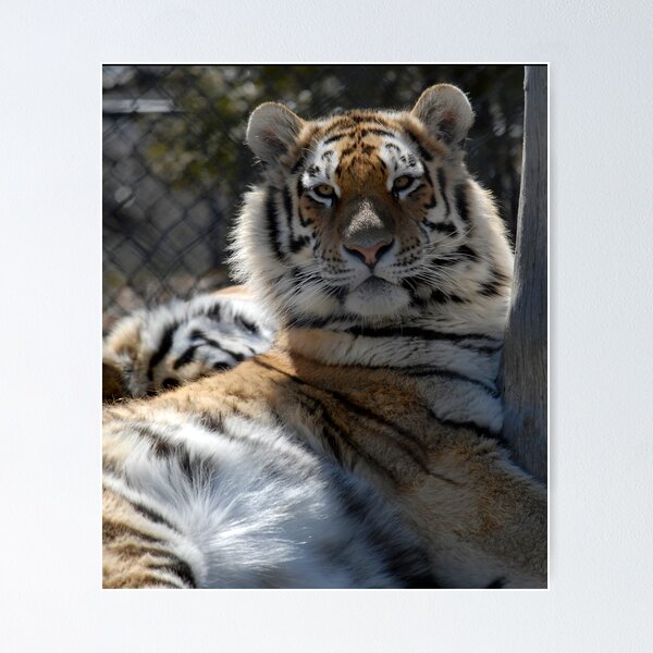 Item preview, Tiger, Tiger in  a Zoo. designed and sold by sandyprints.