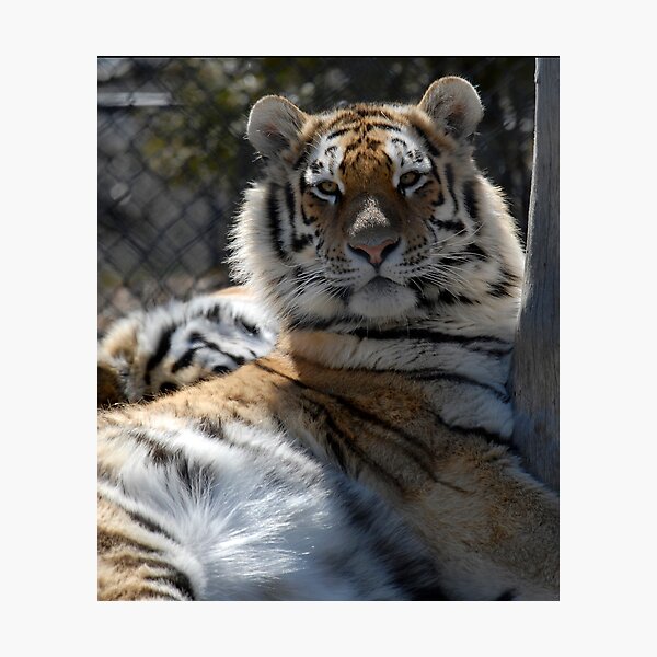 Artikelvorschau, Tiger, Tiger in einem Zoo. entworfen und verkauft von sandyprints.