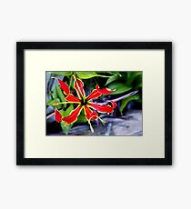 A Summer Star Framed Print