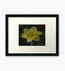Daffodil Flower Framed Print