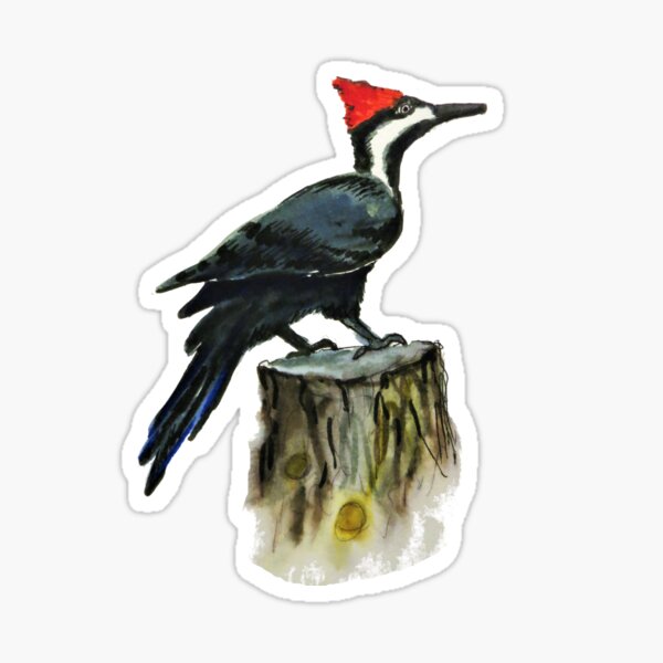 Pileated Woodpecker in Watercolor Sticker