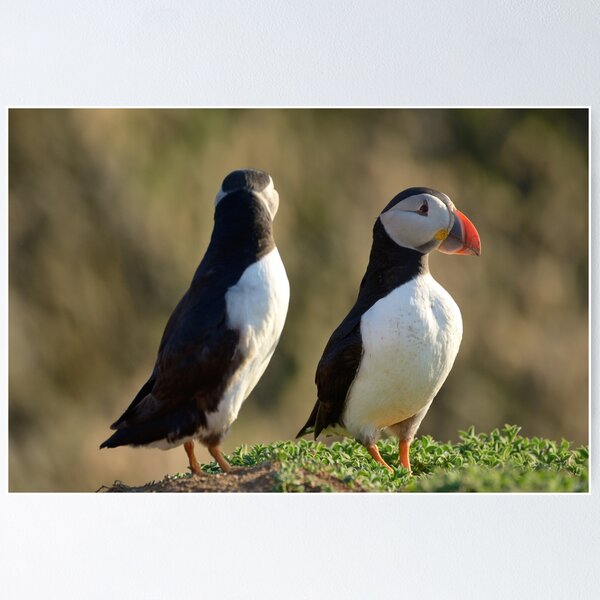 Item preview, A pair of puffins. designed and sold by sandyprints.