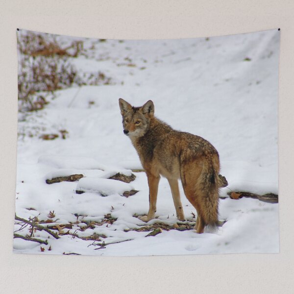 Item preview, Coyote in the Snow designed and sold by mokacat.