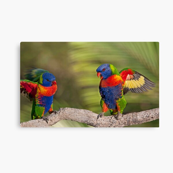 IF LOOKS COULD KILL. Queensland Australia Canvas Print