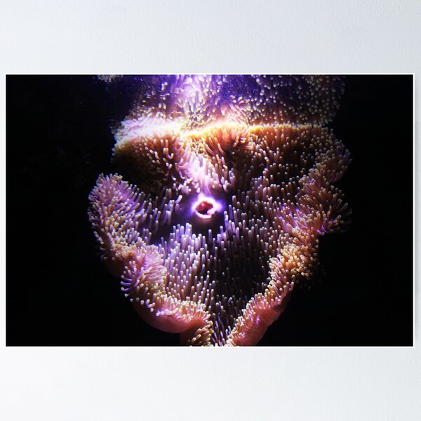 Artikelvorschau, Giant anemone-Melbourne Marina entworfen und verkauft von neverforgotten.