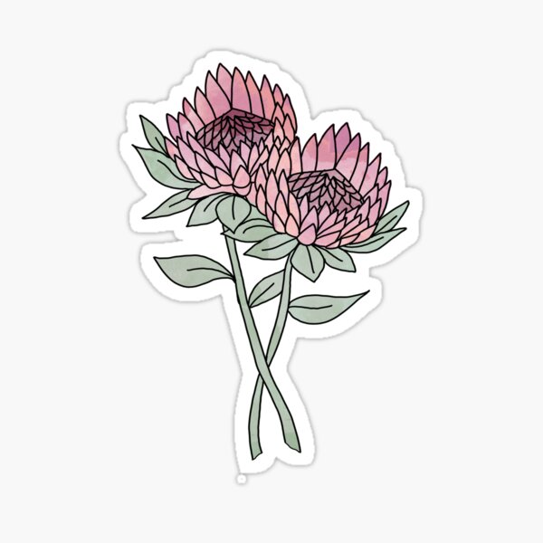 Protea flower - flower illustration, protea sticker, protea flower, protea floral, watercolor Sticker