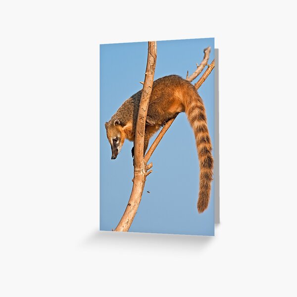 Ring-tailed Coati (Nasua nasua) Greeting Card