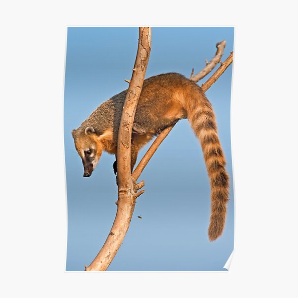 Ring-tailed Coati (Nasua nasua) Poster