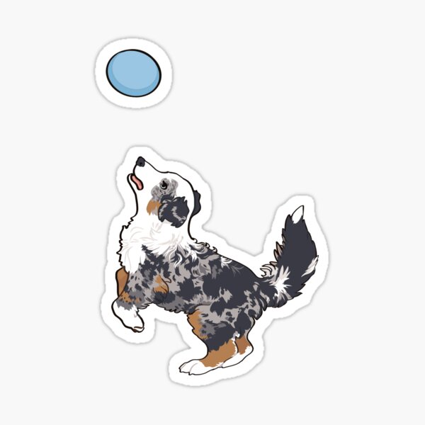 Blue Merle Aussie dog Playing frisbee / blue Merle Australian Shepherd  Sticker