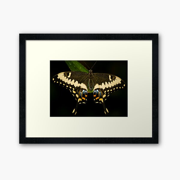 Butterfly Framed Art Print