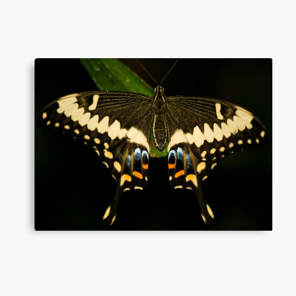 Butterfly Canvas Print