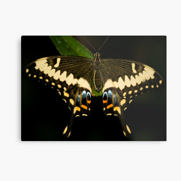 Butterfly Metal Print