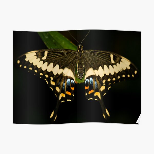 Butterfly Poster