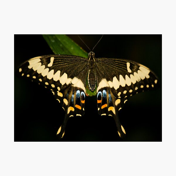 Butterfly Photographic Print